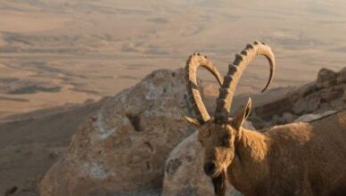 אירוס המדבר מחירים