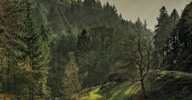 היער השחור גרמניה מסלול טיול